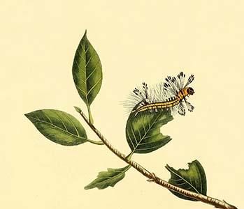 " Surinam Butterflies, Moths & Caterpillars"