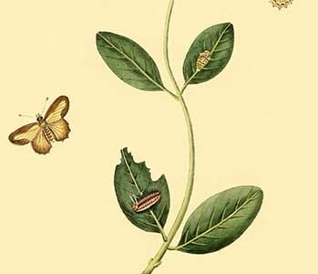 " Surinam Butterflies, Moths & Caterpillars"