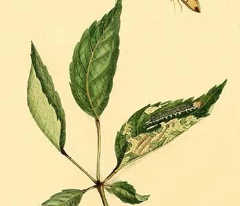 " Surinam Butterflies, Moths & Caterpillars"