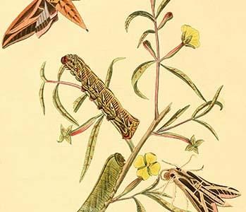 " Surinam Butterflies, Moths & Caterpillars"