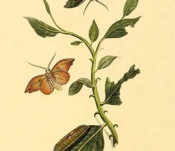 " Surinam Butterflies, Moths & Caterpillars"