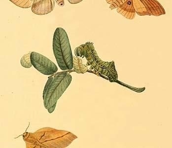 " Surinam Butterflies, Moths & Caterpillars"