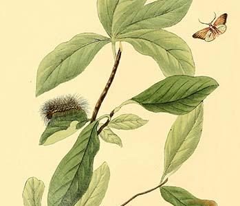 " Surinam Butterflies, Moths & Caterpillars"