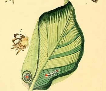 " Surinam Butterflies, Moths & Caterpillars"