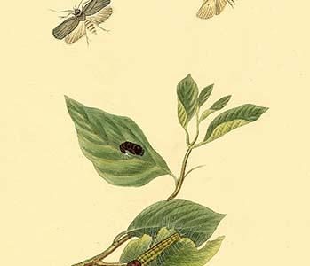 " Surinam Butterflies, Moths & Caterpillars"