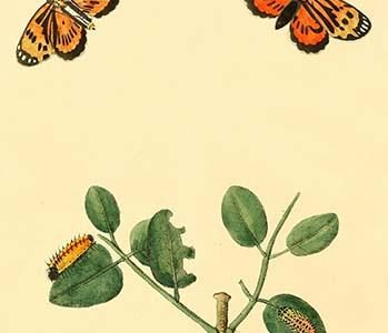 " Surinam Butterflies, Moths & Caterpillars"