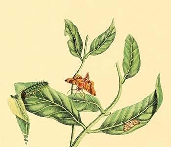 " Surinam Butterflies, Moths & Caterpillars"