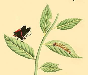 " Surinam Butterflies, Moths & Caterpillars"
