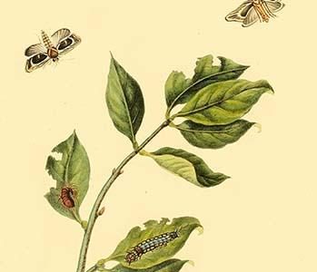 " Surinam Butterflies, Moths & Caterpillars"