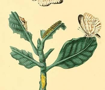 " Surinam Butterflies, Moths & Caterpillars"