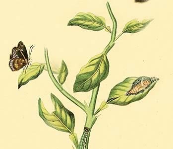 " Surinam Butterflies, Moths & Caterpillars"