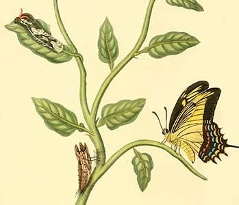 " Surinam Butterflies, Moths & Caterpillars"