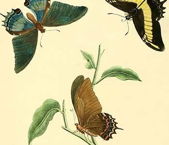 " Surinam Butterflies, Moths & Caterpillars"