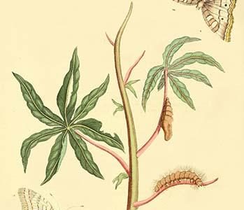 " Surinam Butterflies, Moths & Caterpillars"