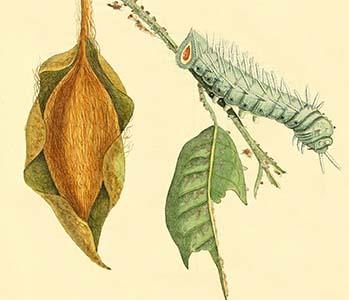 " Surinam Butterflies, Moths & Caterpillars"