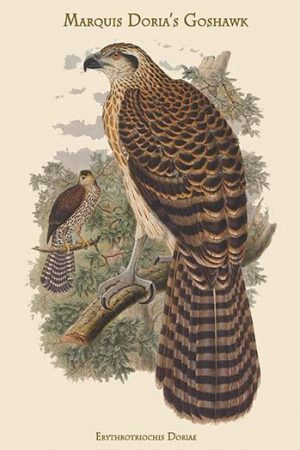 Erythrotriochis Doriae - Marquis Doria's Goshawk