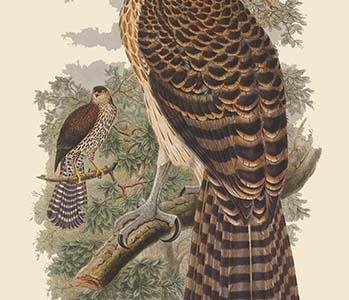 Erythrotriochis Doriae - Marquis Doria's Goshawk