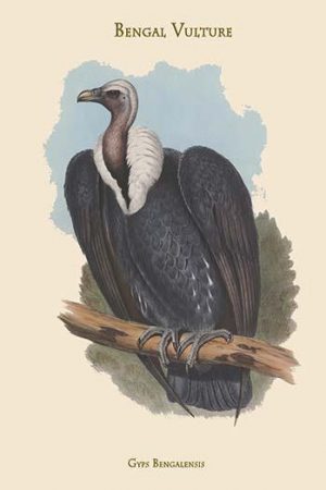 Gyps Bengalensis - Bengal Vulture