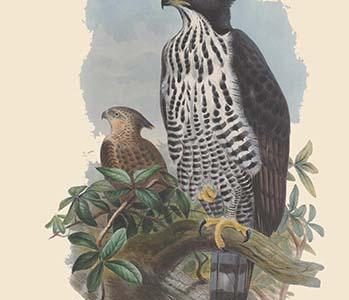 Spizaetus Alboniger Nisaetus - Blyth's Hawk Eagle