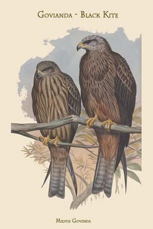 Milvus Govinda - Govianda - Black Kite