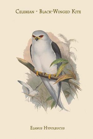 Elanus Hypoleucus - Celebean - Black-Winged Kite