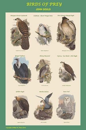 Composite Vertical Birds of Prey