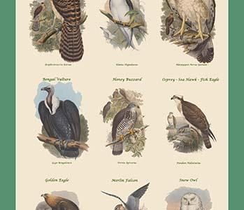 Composite Vertical Birds of Prey