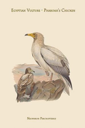 Neophron Percnopterus - Egyptian Vulture - Pharoah's Chicken -