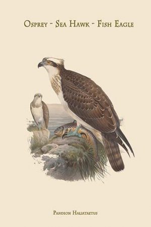 Pandion Haliataetus - Osprey - Sea Hawk - Fish Eagle