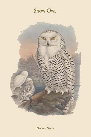 Nyctea Nivea - Snow Owl