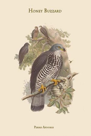 Pernis Apivorus - Honey Buzzard