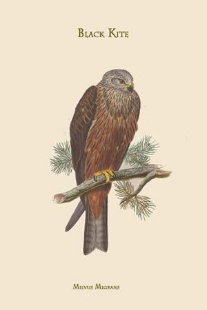 Milvus Migrans Black Kite