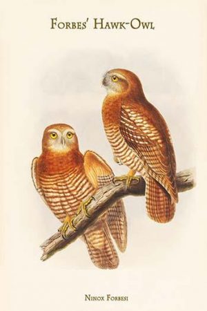 Ninox Forbesi - Forbes' Hawk-Owl