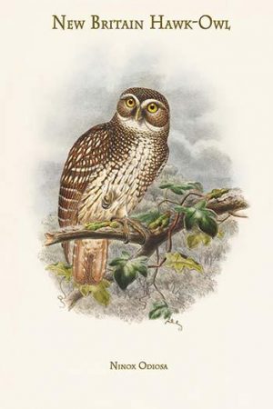 Ninox Odiosa - New Britain Hawk-Owl