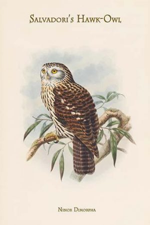 Ninox Dimorpha - Salvadori's Hawk-Owl