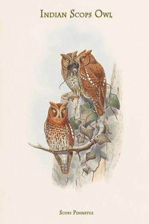 Scops Pennatus - Indian Scops Owl