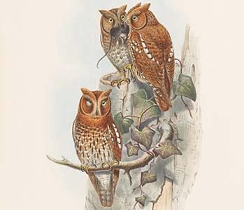 Scops Pennatus - Indian Scops Owl