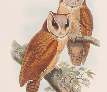 Phodilus Badius - Bay Owl