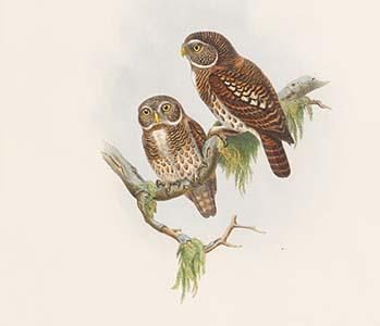 Athene Brodiei - Brodie's Owlet