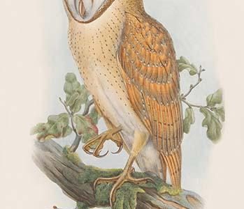 Strix Indica - Indian Screech Owl