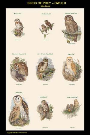 Birds of Prey - Owls - Vertical Classroom Poster II