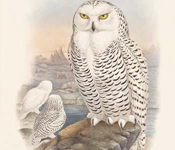 Nyctea Nivea - Snow Owl