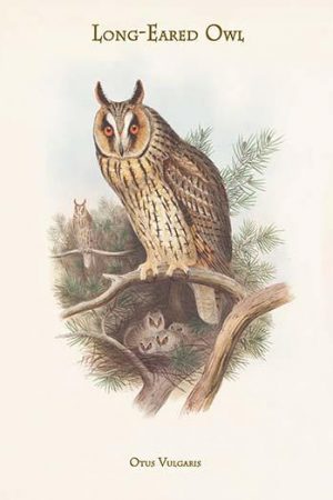 Otus Vulgaris - Long-Eared Owl