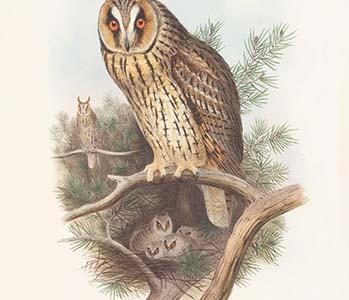 Otus Vulgaris - Long-Eared Owl