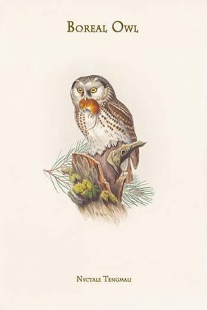 Nyctale Tengmali - Boreal Owl