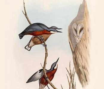 Sitta Cinnamoventris - Cinnamon-Bellied Nuthatch