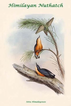 Sitta Himalayensis - Himilayan Nuthatch