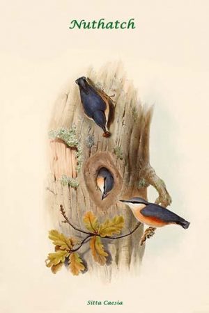 Sitta Caesia - Nuthatch