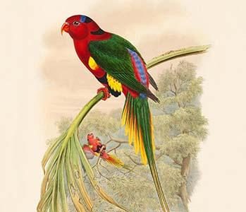 Charmosyna Papuensis - Papauan Lorikeet