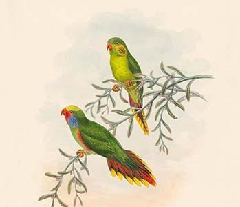 Psitteuteles Subplacens - Green-Backed Lorikeet